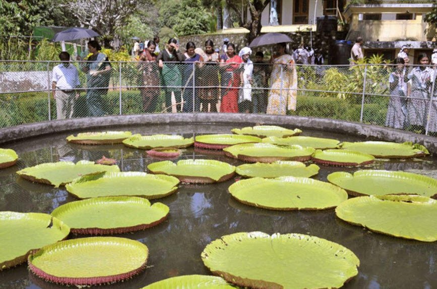 Jawaharlal Nehru Tropical Botanic Garden and Research Institute, Thiruvananthapuram, Kerala, India